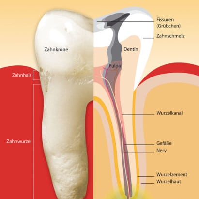 endodontie wurzelbehandlung