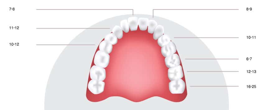 Zahnschema: Zahndurchbruch nach Alter